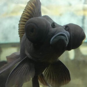 black fish bulging eyes